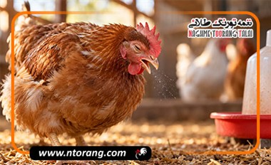 درمان سرماخوردگی مرغ؛ علائم و بهترین روش درمان